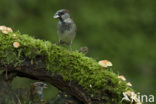 Huismus (Passer domesticus) 