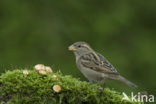 Huismus (Passer domesticus) 