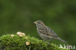 Huismus (Passer domesticus) 