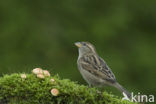 Huismus (Passer domesticus) 