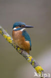 IJsvogel (Alcedo atthis)