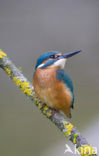 IJsvogel (Alcedo atthis)