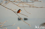 IJsvogel (Alcedo atthis)