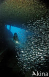 Indische glasvis (Parapriacanthus ransonneti)