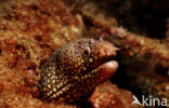 Jewel moray (Muraena lentiginosa)