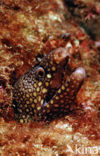 Jewel moray (Muraena lentiginosa)