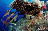 Emperor Angelfish (Pomacanthus imperator)