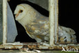 Kerkuil (Tyto alba) 