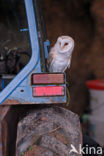 Barn Owl (Tyto alba)