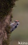 Kleine Bonte Specht (Picoides minor)