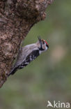 Lesser Spotted Woodpecker (Picoides minor)