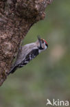 Kleine Bonte Specht (Picoides minor)