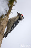 Lesser Spotted Woodpecker (Picoides minor)