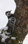 Lesser Spotted Woodpecker (Picoides minor)