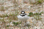 Kleine Plevier (Charadrius dubius)