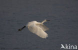 Kleine Zilverreiger (Egretta garzetta) 