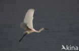 Kleine Zilverreiger (Egretta garzetta) 