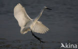 Little Egret (Egretta garzetta)