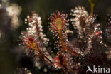 Oblong-leaved Sundew (Drosera intermedia)