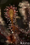 Oblong-leaved Sundew (Drosera intermedia)