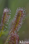 Oblong-leaved Sundew (Drosera intermedia)