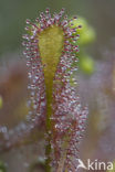 Oblong-leaved Sundew (Drosera intermedia)