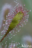 Oblong-leaved Sundew (Drosera intermedia)