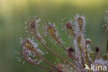 Oblong-leaved Sundew (Drosera intermedia)