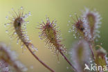 Kleine zonnedauw (Drosera intermedia) 