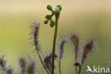 Oblong-leaved Sundew (Drosera intermedia)