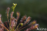 Kleine zonnedauw (Drosera intermedia) 