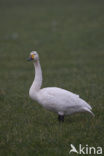 Kleine zwaan (Cygnus bewickii)