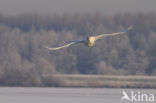Mute Swan (Cygnus olor)
