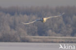 Knobbelzwaan (Cygnus olor)