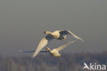 Knobbelzwaan (Cygnus olor)