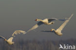 Knobbelzwaan (Cygnus olor)