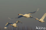 Mute Swan (Cygnus olor)