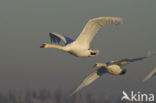 Knobbelzwaan (Cygnus olor)