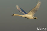 Mute Swan (Cygnus olor)