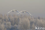 Knobbelzwaan (Cygnus olor)