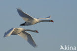 Mute Swan (Cygnus olor)