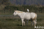Cattle Egret (Bubulcus ibis)
