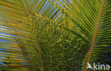 Coconut Palm (Cocos nucifera)