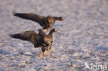 White-fronted goose (Anser albifrons)