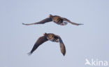 White-fronted goose (Anser albifrons)