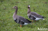White-fronted goose (Anser albifrons)