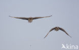 White-fronted goose (Anser albifrons)