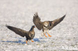 White-fronted goose (Anser albifrons)