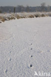 Konijn (Oryctolagus cuniculus) 