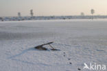 Rabbit (Oryctolagus cuniculus) 